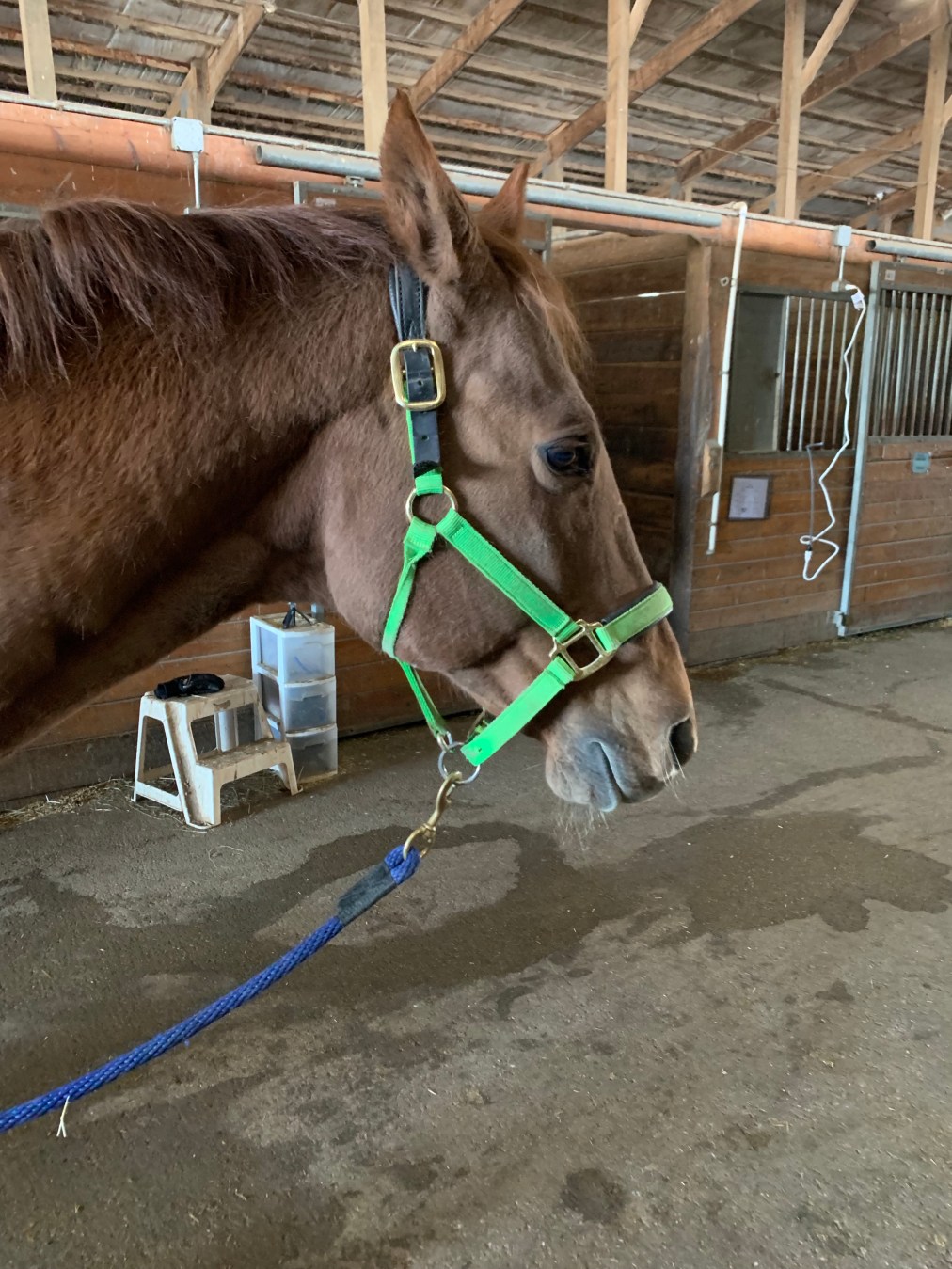 Tigger – January&nbsp;8