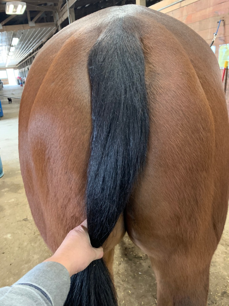 Diego's Tail – Appleyard Equine Bodywork